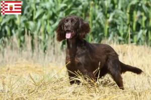 Lees meer over het artikel Duitse Langhaar fokkers en pups in Bremen