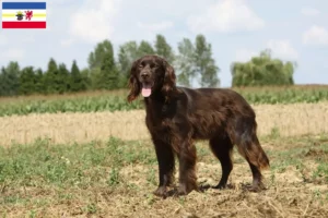 Lees meer over het artikel Duitse Langhaar fokkers en pups in Mecklenburg-Vorpommern