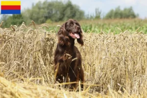 Lees meer over het artikel Duitse Langhaar fokkers en puppies in Noord-Holland