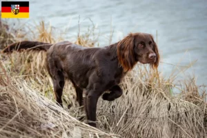 Lees meer over het artikel Duitse Langhaar fokkers en puppies in Saarland