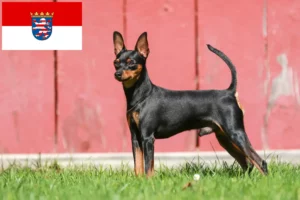 Lees meer over het artikel Dwergpinscher fokkers en pups in Hessen