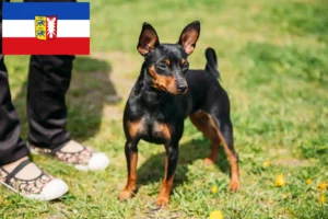 Lees meer over het artikel Dwergpinscher fokkers en pups in Sleeswijk-Holstein