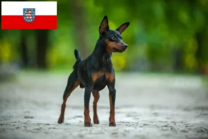 Lees meer over het artikel Dwergpinscher fokkers en pups in Thüringen