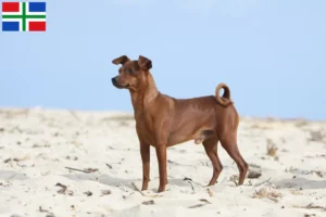 Lees meer over het artikel Dwergpinscher fokkers en pups in Groningen