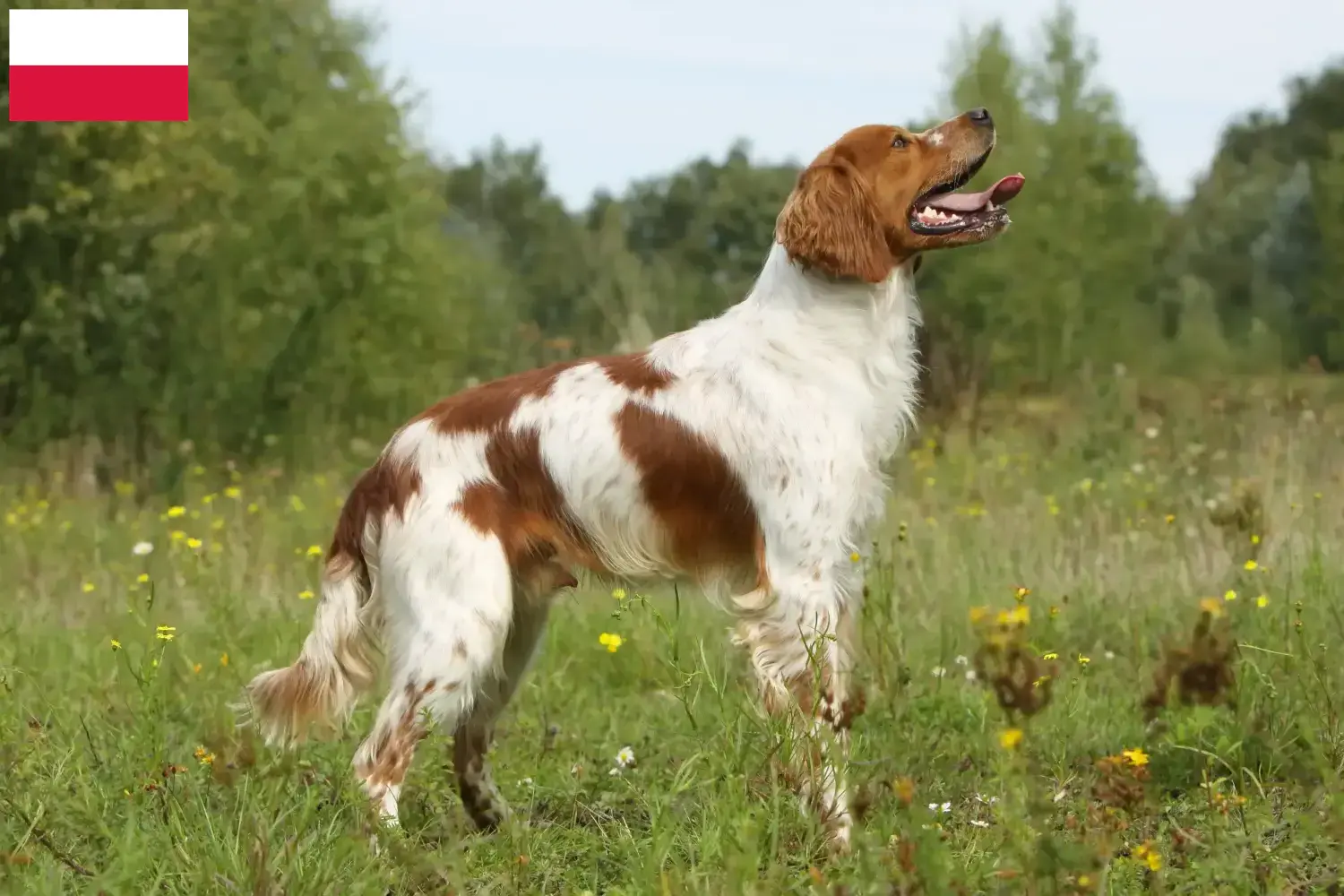 Lees meer over het artikel Epagneul Breton fokkers en pups in Polen