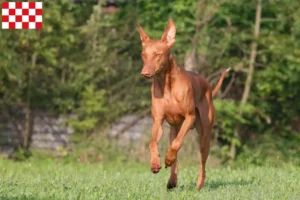 Lees meer over het artikel Fokkers en puppies in Noord-Brabant