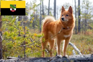 Lees meer over het artikel Finnenspitz fokkers en pups in Saksen-Anhalt