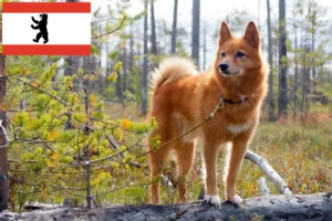 Lees meer over het artikel Finnenspitz fokkers en pups in Berlijn