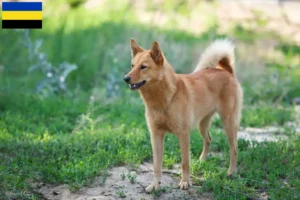 Lees meer over het artikel Finnenspitz fokkers en pups in Gelderland