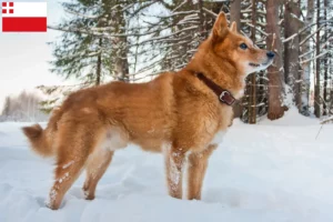 Lees meer over het artikel Finnenspitz fokker en pups in Utrecht