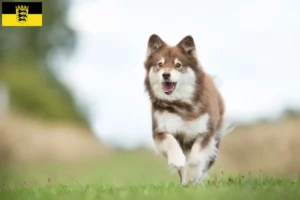 Lees meer over het artikel Finse Lapfund fokkers en pups in Baden-Württemberg