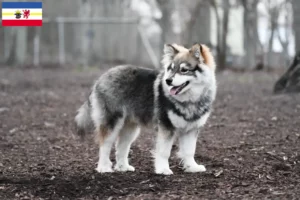 Lees meer over het artikel Finse Lapfund fokkers en pups in Mecklenburg-Vorpommern