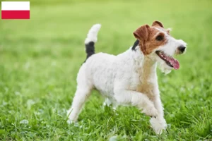 Lees meer over het artikel Fox Terrier fokkers en pups in Polen