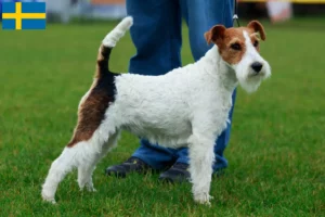 Lees meer over het artikel Fox Terrier fokkers en pups in Zweden