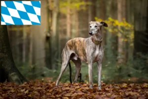 Lees meer over het artikel Galgo Espanol fokkers en pups in Beieren