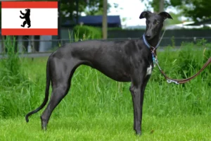 Lees meer over het artikel Galgo Espanol fokkers en pups in Berlijn