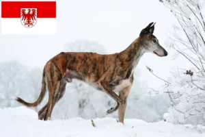 Lees meer over het artikel Galgo Espanol fokkers en pups in Brandenburg