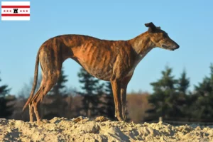 Lees meer over het artikel Galgo Espanol fokkers en pups in Drenthe