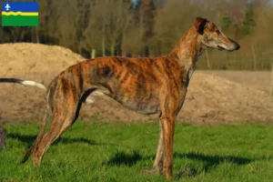 Lees meer over het artikel Galgo Espanol fokkers en pups in Flevoland