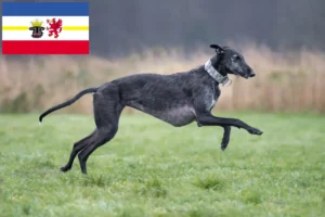 Lees meer over het artikel Galgo Espanol fokkers en pups in Mecklenburg-Vorpommern