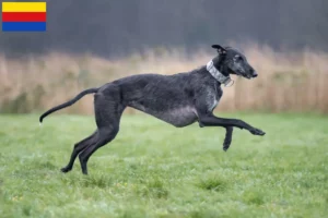 Lees meer over het artikel Galgo Espanol fokkers en pups in Noord-Holland