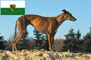 Lees meer over het artikel Galgo Espanol fokkers en pups in Saksen