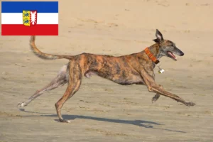 Lees meer over het artikel Galgo Espanol fokkers en pups in Sleeswijk-Holstein