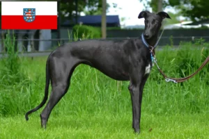 Lees meer over het artikel Galgo Espanol fokkers en pups in Thüringen