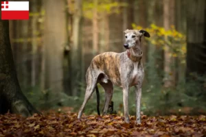 Lees meer over het artikel Galgo Espanol fokkers en pups in Utrecht