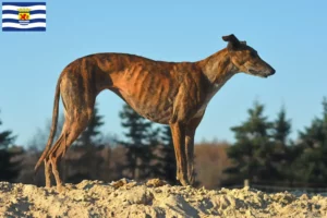 Lees meer over het artikel Galgo Espanol fokkers en pups in Zeeland