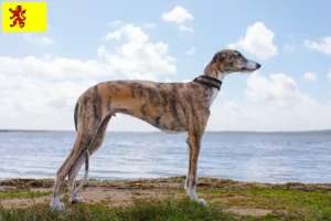 Lees meer over het artikel Galgo Espanol fokkers en pups in Zuid-Holland