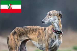 Lees meer over het artikel Galgo Espanol fokkers en pups in Noordrijn-Westfalen