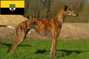 Lees meer over het artikel Galgo Espanol fokkers en pups in Saksen-Anhalt