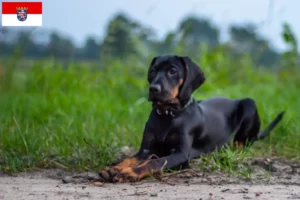 Lees meer over het artikel Gończy Polski fokkers en pups in Hessen