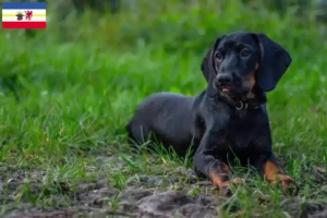 Lees meer over het artikel Gończy Polski fokkers en pups in Mecklenburg-Vorpommern