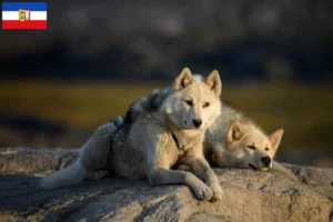 Lees meer over het artikel Groenland hondenfokkers en pups in Sleeswijk-Holstein