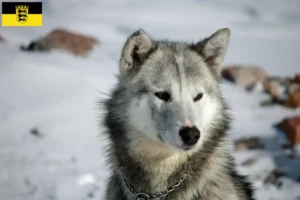 Lees meer over het artikel Groenland hondenfokkers en pups in Baden-Württemberg