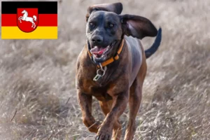 Lees meer over het artikel Hannoverscher Schweißhund fokkers en pups in Nedersaksen