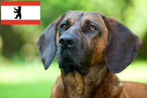 Lees meer over het artikel Hannoverscher Schweißhund fokkers en pups in Berlijn