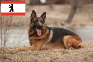 Lees meer over het artikel Herdershondenfokkers en puppies in Berlijn