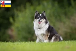 Lees meer over het artikel Fokker van Ijslandse honden en puppies in Limburg