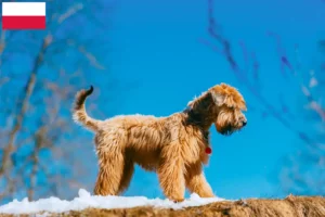 Lees meer over het artikel Ierse Soft Coated Wheaten Terrier fokkers en puppies in Polen