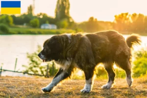 Lees meer over het artikel Kaukasische Herdershond Fokker en Puppies in Oekraïne