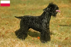 Lees meer over het artikel Kerry Blue Terrier fokkers en puppies in Polen