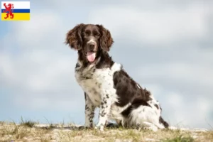 Lees meer over het artikel Kleine Münsterländer fokker en puppies in Limburg