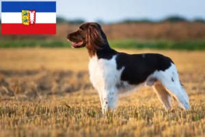 Lees meer over het artikel Kleine Münsterländer fokker en puppies in Sleeswijk-Holstein