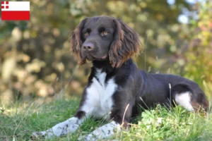 Lees meer over het artikel Kleine Münsterländer fokker en puppies in Utrecht