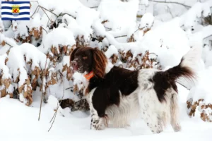 Lees meer over het artikel Kleine Münsterländer fokker en puppies in Zeeland