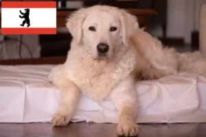 Lees meer over het artikel Kuvasz fokker en pups in Berlijn