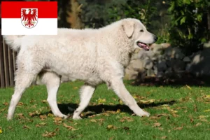 Lees meer over het artikel Kuvasz fokkers en pups in Brandenburg